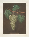 White grapes. (1812)