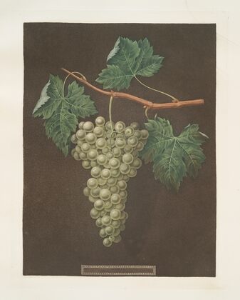 White grapes. (1812)