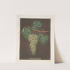 White grapes. (1812) by George Brookshaw