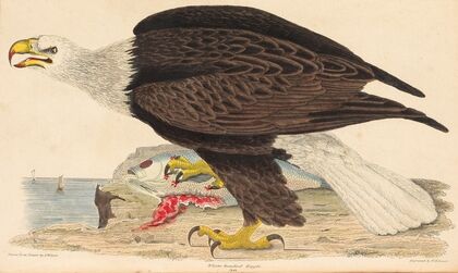 White-headed Eagle (1832)
