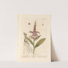White hellebore by Elizabeth Blackwell