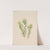 White Indian Paintbrush (Castilleja occidentalis) (1920) by Mary Vaux Walcott