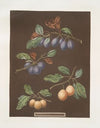 White masculine, Red masculine, Orange and Turkey Apricots. (1812)