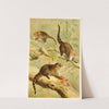 White-nosed Coati (1893-1896) by Pierre Jacques Smit