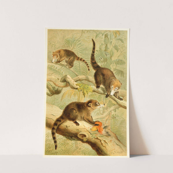 White-nosed Coati (1893-1896) by Pierre Jacques Smit