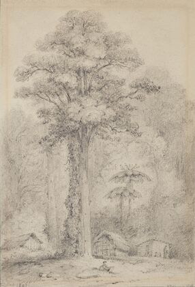 White pine, Stokes Valley, Upper Hutt