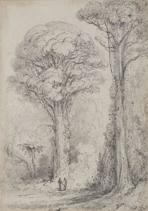 White Pine, Stokes Valley