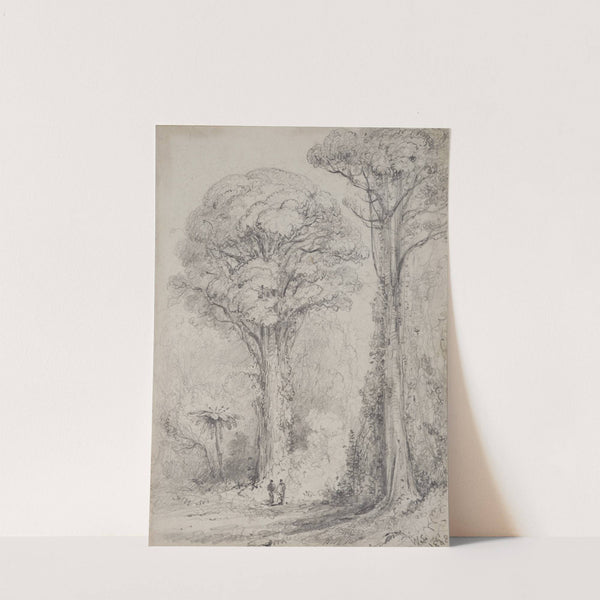 White Pine, Stokes Valley by William Swainson