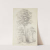 White pine by William Swainson