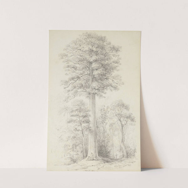 White pine by William Swainson