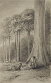 White pines, Hutt Forest