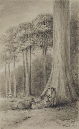 White pines, Hutt Forest