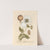 White poppy by Elizabeth Blackwell