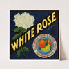 White Rose Brand Citrus Label (1930s)