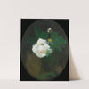 White Rose by James Stuart Park