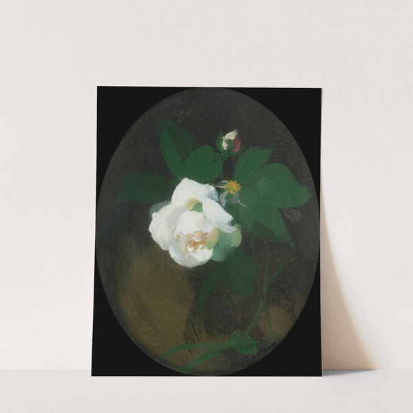 White Rose by James Stuart Park