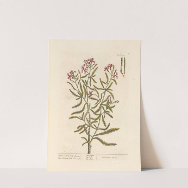 White stock July-flower by Elizabeth Blackwell
