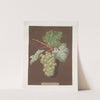 White sweet water grape. (1812) by George Brookshaw