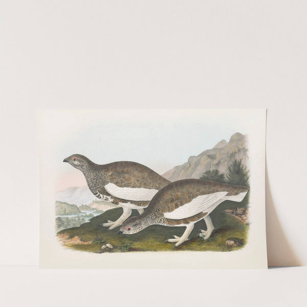 White Taile Ptarmigan by Daniel Giraud Elliot