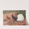 White-Tailed Wattled Pheasant by George Edward Lodge
