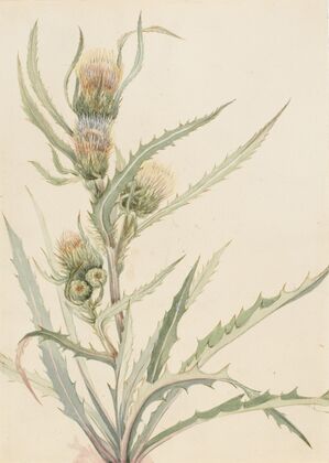 White Thistle (Cirsium hookeranum)