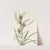 White Thistle. Cirsium hookerianum (1925) by Mary Vaux Walcott
