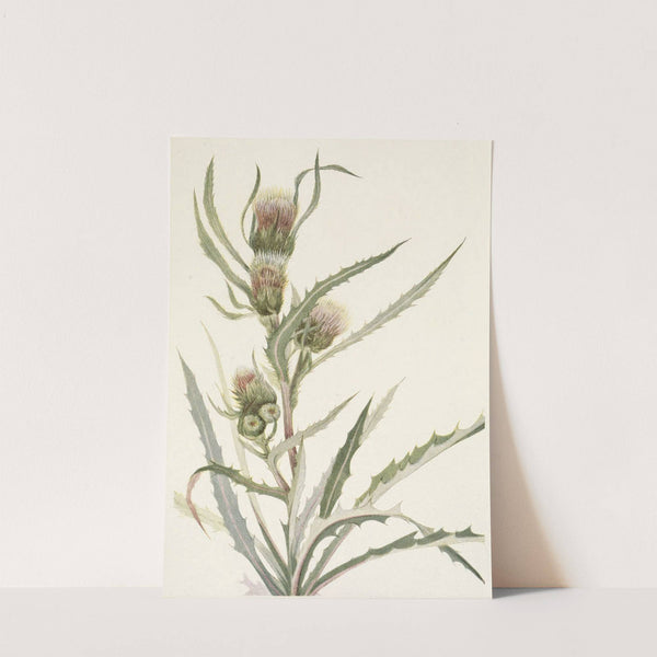 White Thistle. Cirsium hookerianum (1925) by Mary Vaux Walcott