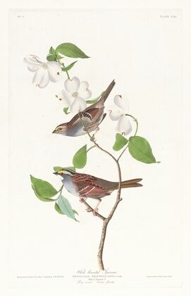 White throated sparrow