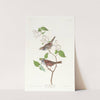 White throated sparrow by John James Audubon