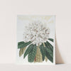 White Tree Rhododendron (1815-1819) by Sydenham Edwards