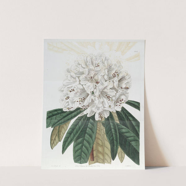White Tree Rhododendron (1815-1819) by Sydenham Edwards