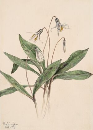 White Troutlily (Erythronium albidum) (1919) — size preview