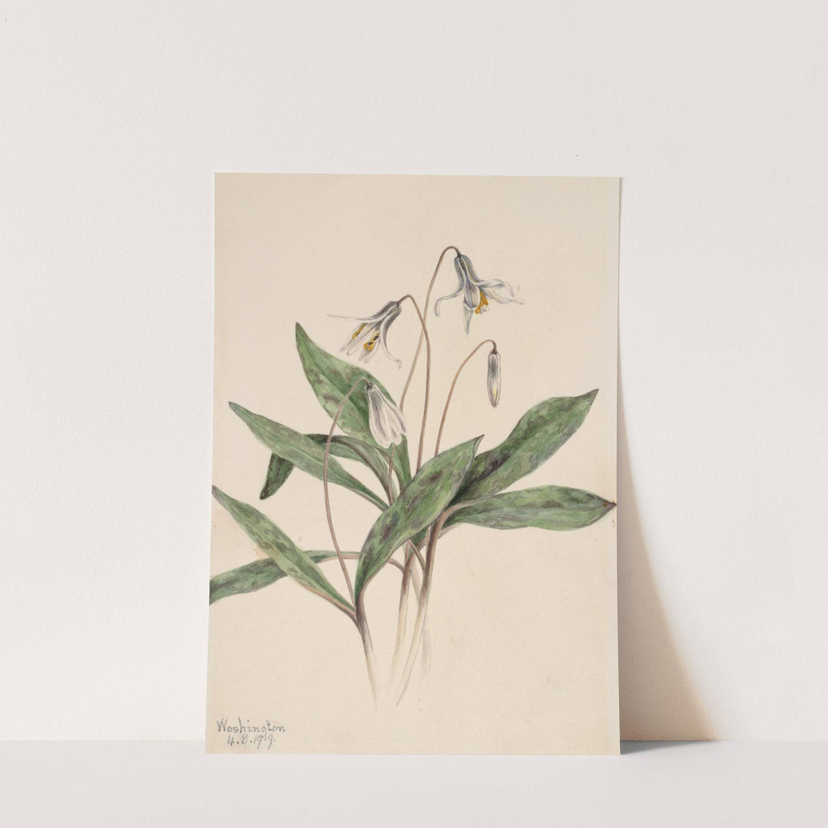 White Troutlily (Erythronium albidum) (1919) by Mary Vaux Walcott