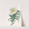 White Upright Evening Primrose (1815-1819) by Sydenham Edwards