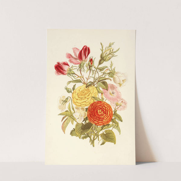 White Violet, Small Bindweed, Asiatic Ranunculus, Rosebud by Robert Tyas