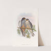 White-winged Red-footed Kestrel by John Gould