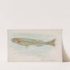 Whitebait (1889) by Allen &amp; Ginter
