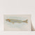 Whitebait (1889) by Allen &amp; Ginter