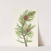 Whitebark Pine. Pinus albicaulis (1925) by Mary Vaux Walcott
