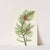 Whitebark Pine. Pinus albicaulis (1925) by Mary Vaux Walcott