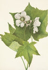 Whiteflowering Raspberry. Rubus parviflorus (1925)