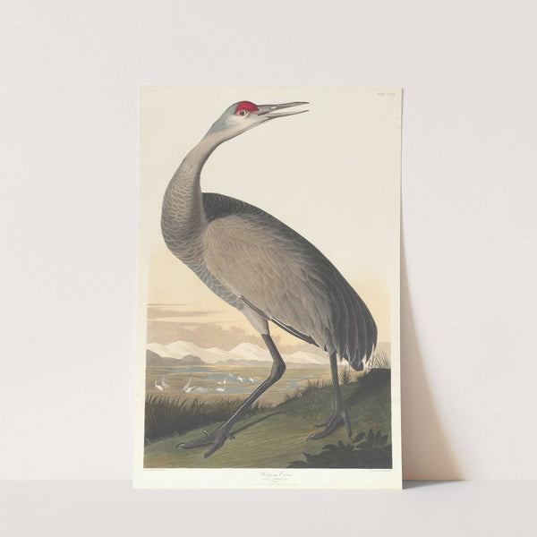 Whooping crane by John James Audubon