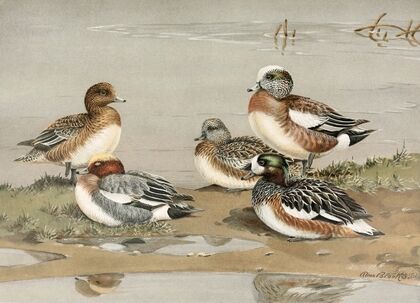 Widgeon, American Widgeon