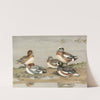 Widgeon, American Widgeon (1922-1926) by Allan Brooks