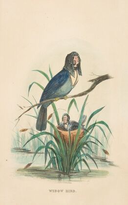 Widow Bird (1851)