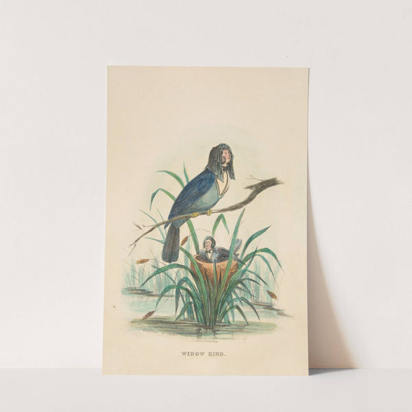 Widow Bird (1851) by Henry Louis Stephens