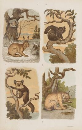 Wielki atlas do zoologii, botaniki i mineralogii Pl.004 (1887)