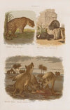 Wielki atlas do zoologii, botaniki i mineralogii Pl.006 (1887)