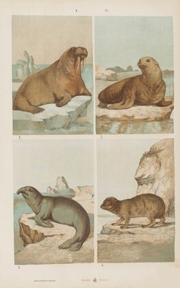 Wielki atlas do zoologii, botaniki i mineralogii Pl.009 (1887)