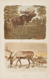 Wielki atlas do zoologii, botaniki i mineralogii Pl.013 (1887)